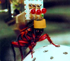"Управляемый таракан"