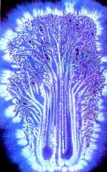 Свечение живой ткани в ультрафиолетовых лучах