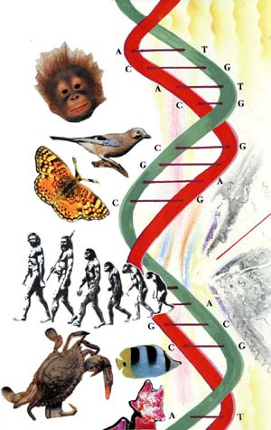 Некоторые зрительные представления об информации, которая может быть закодирована в ДНК