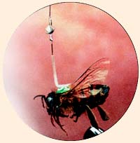 Современную аппаратуру может унести и пчела